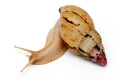 Lissachatina iredalei Zanzibar adult